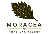 Moracea