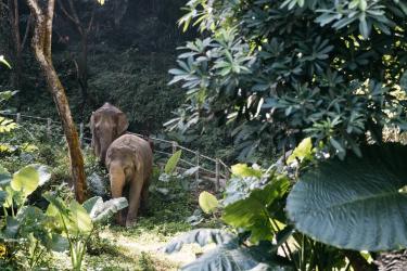 Эко-парк со Слонами в Као Лак